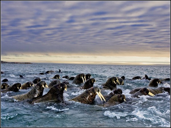 Walruses, Svalbard
