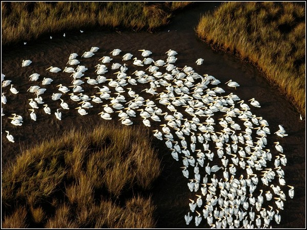 White Pelicans, Mississippi
