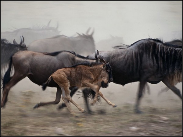 Wildebeest, Serengeti