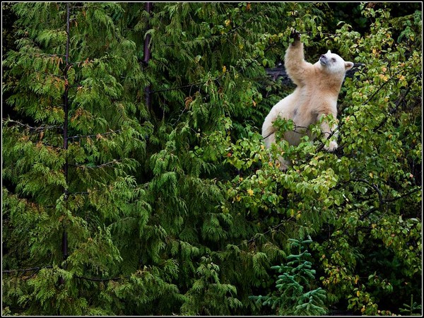 Kermode Bear in Tree, British Columbia 