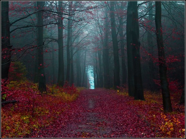 Autumn Woods, Germany