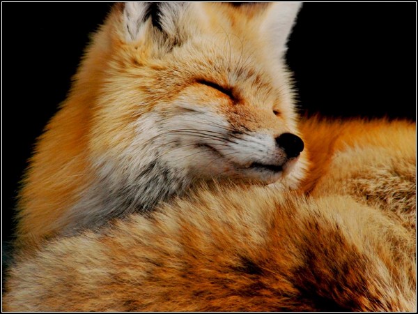 Fox, Washington