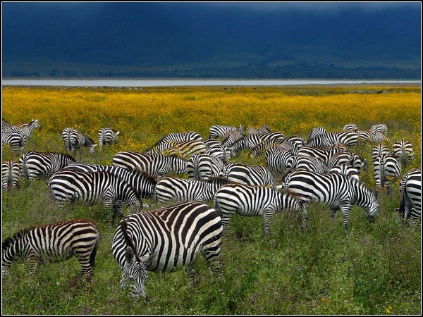 Zebras, Tanzania