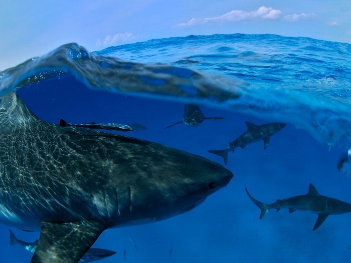 Sharks, Bahamas 