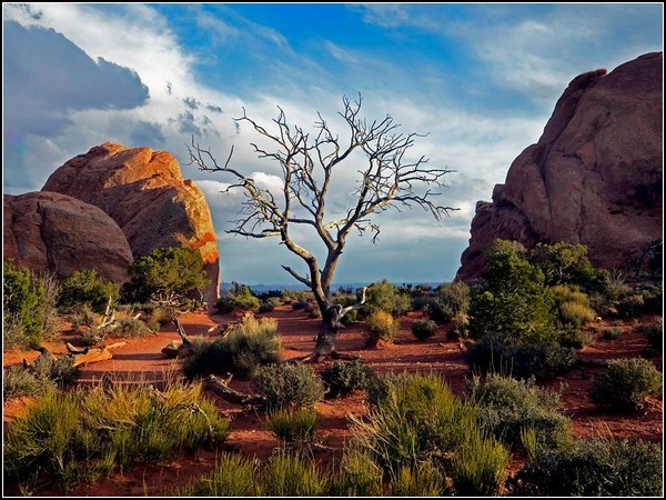 Tree, Arches National Park