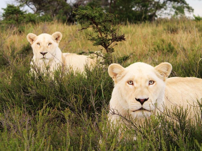White Lions, South Africa 