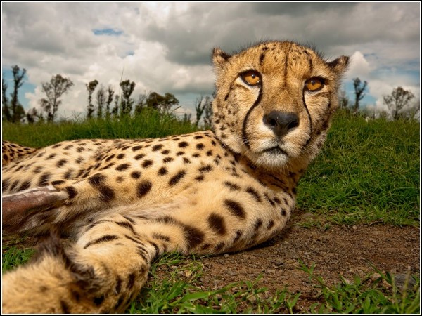 Cheetah, South Africa 