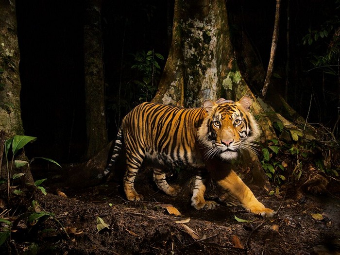 Tiger, Indonesia