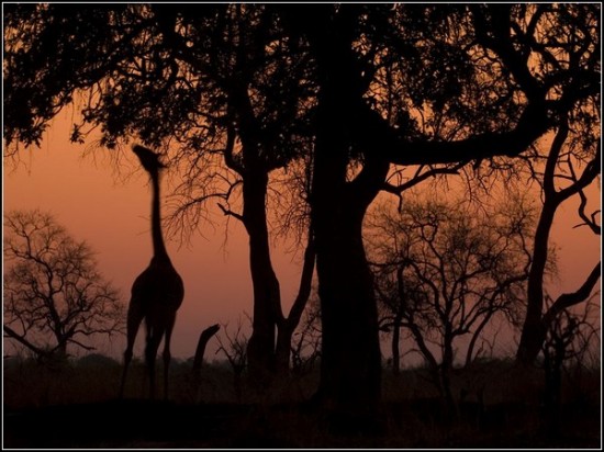 Giraffe, Zambia
