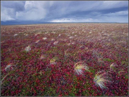 Tundra Landscape, Russia
