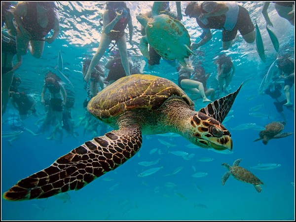 Hawksbill Turtle, Barbados