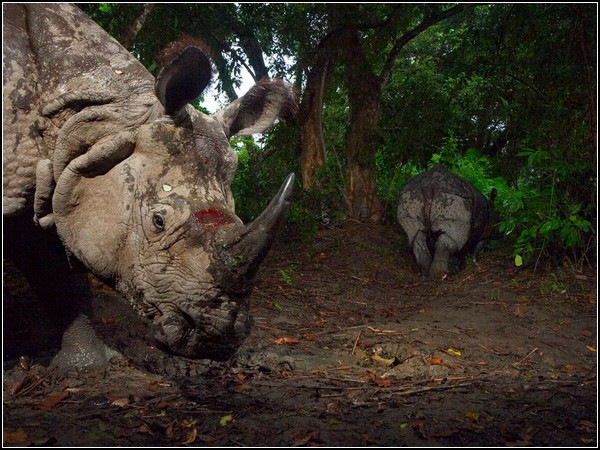Wounded Rhinoceros