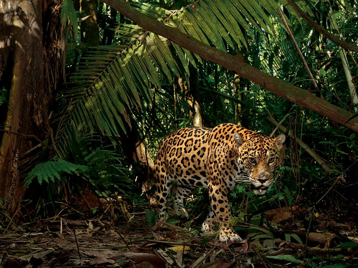 Jaguar, Ecuador