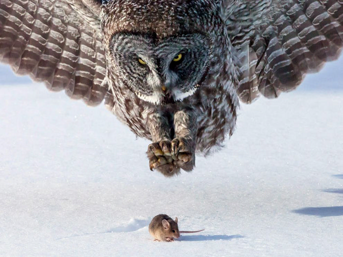 Owl and Mouse, Minnesota