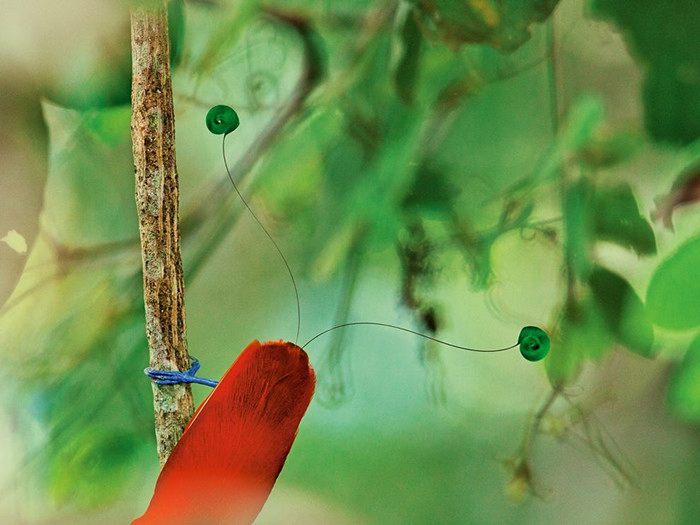 King Bird of Paradise, New Guinea