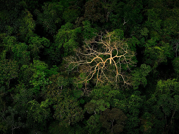 Jungle Canopy, Honduras
