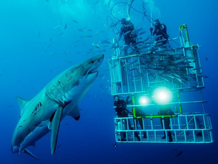 Great White Shark and Divers