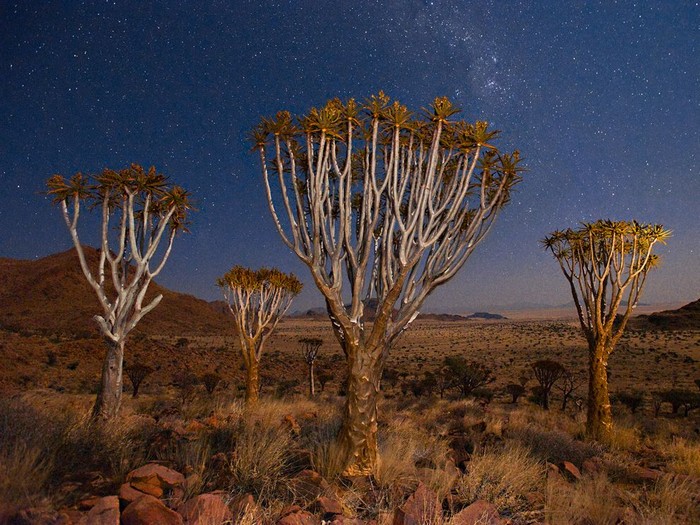 Quiver Trees, Namibia