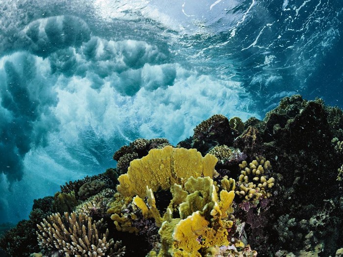 Coral Reef, Red Sea