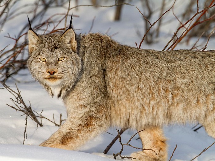 Canadian Lynx, Yukon Territory