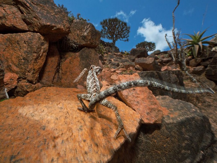 Chameleon, Socotra
