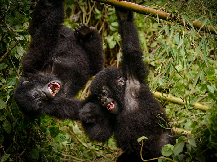 Gorillas, Rwanda