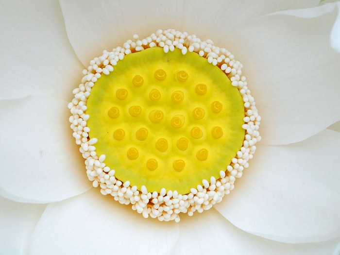 Lotus Bloom, Maryland