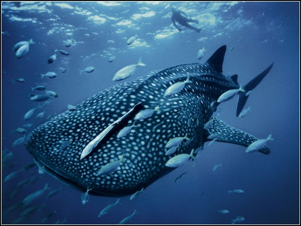 Whale Shark, Australia