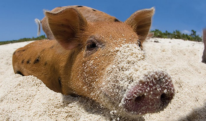 Курорт плавающий свиней на Багамах