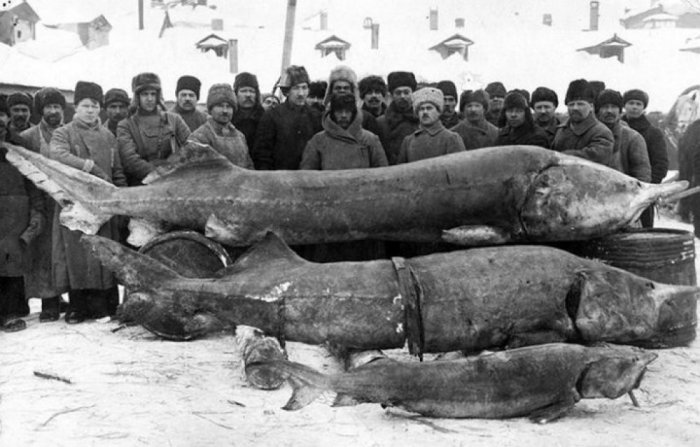 Огромная рыба, выловленная из Волги. СССР, 1924 год.