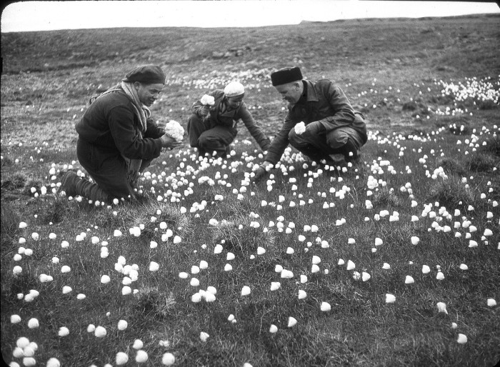 Сбор полевых цветов на территории архипелага в Северном Ледовитом океане между Баренцевым и Карским морями. СССР, 1937 год.
