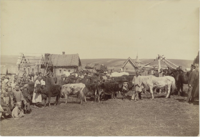 Крестьянское стадо в деревне Кадомке Сергачского уезда.