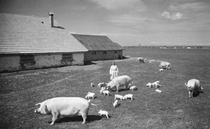 Женщина, пасущая свиней на территории летнего пастбища. УССР, 1950-е годы