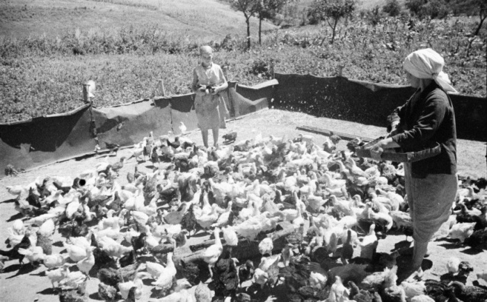 Пожилая женщина с внучкой кормит гусей на территории двора.  УССР, 1952 год.