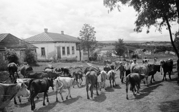 Пастухи ведут коров с пастбища. УССР, 1950-е годы. 