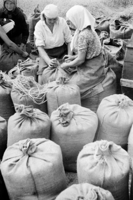 Женщины завязывают мешки с сеном для дальнейшей транспортировки. УССР, 1950-е годы.
