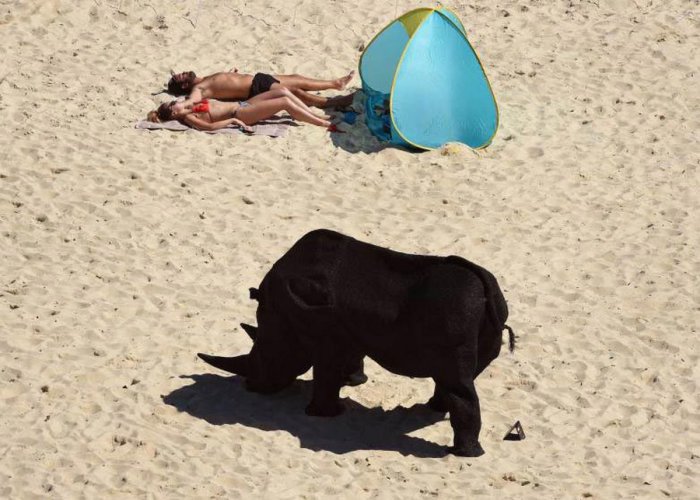 Пара загорающая на пляже в Сиднее рядом со скульптурой носорога сделанного австралийским художником Mikaela Castledine.