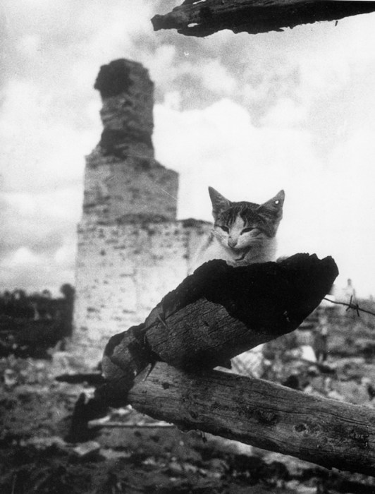 Кошка, сидящая на пепелище здания. СССР, Киев, 1943 год. 