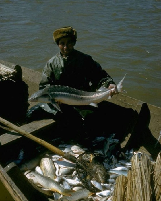 Многие рыболовы, занимавшиеся промыслом осётра, приезжали из Казахстана. СССР, Астраханская область, 1960-е годы.
