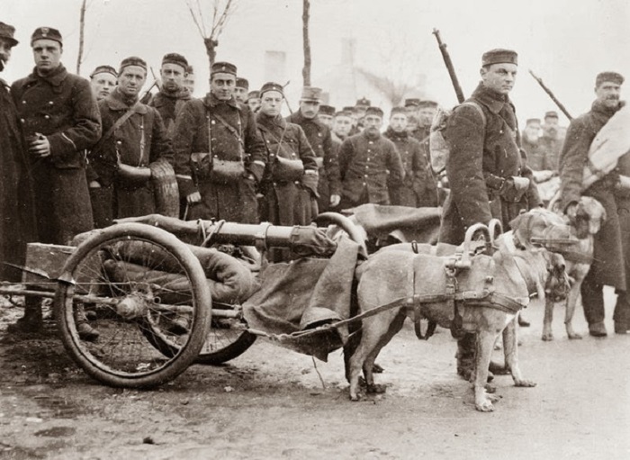 Во время Первой мировой войны бельгийские военные использовали собак для перевозки пушек.