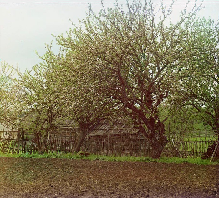 Яблони в цвету посаженные на одном из местных участков. 