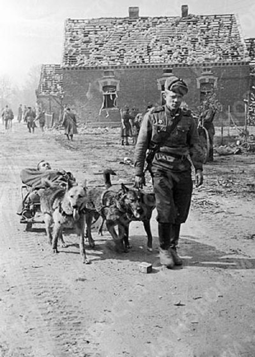  Собаки везут раненого солдата в 1944 году. 