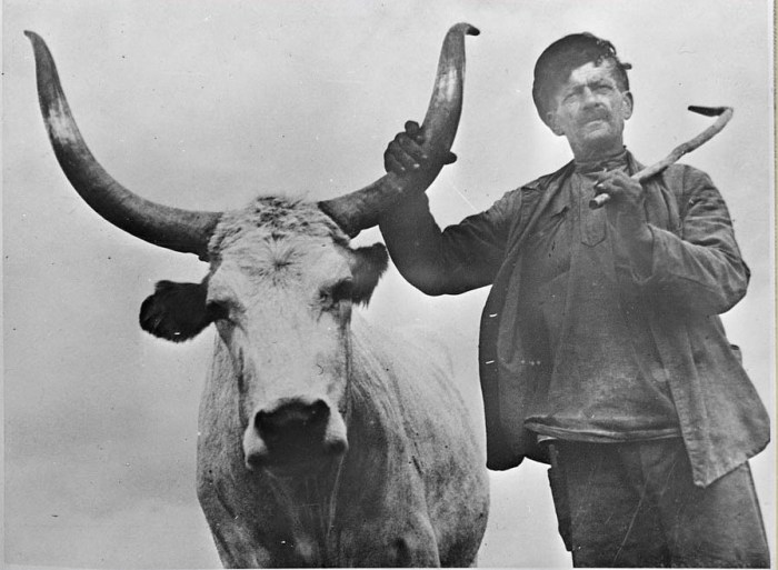 Колхозником с призовым быком в богатом колхозе. СССР, 30-е годы 20 века. 