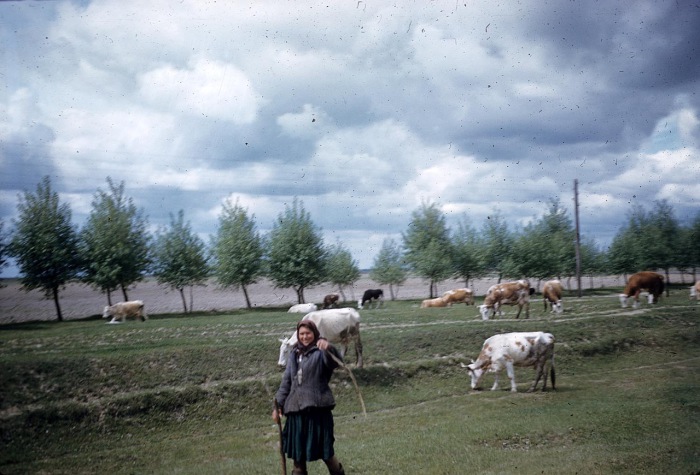 Работница, пасущая скот на пастбище. СССР, Киевская область, 1959 год.