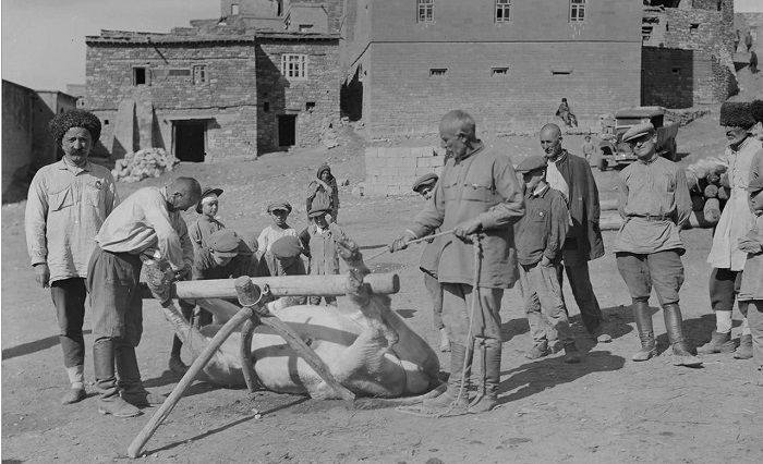 Кузнецы подковывают скот. Дагестан, Гунибский район, Аул Чох, 1933 год. 