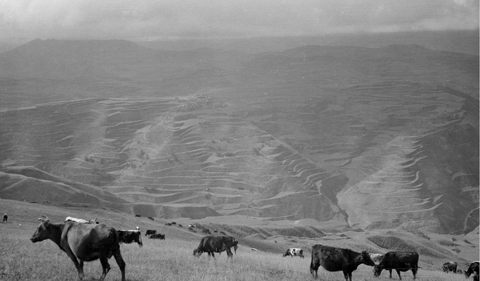 Скот на пастбище. Дагестан, 1933 год. 