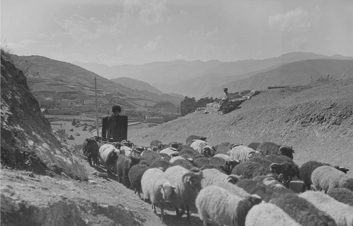 Дагестанский пастух со своим стадом. Дагестан, 1933 год. 