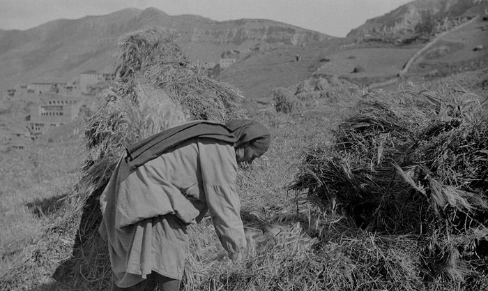 Работающая в поле дагестанка. Дагестан, 1933 год.
