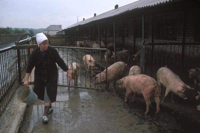  Колхозная ферма шахтеров, которая обеспечивает их едой. УССР, Донецк, 1988 год.