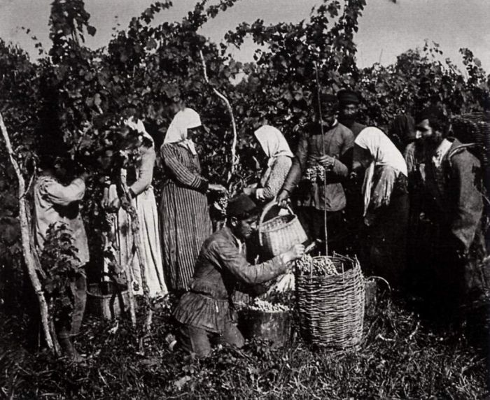 Сбор винограда в Кахетии. 1890-е годы. Фото: Dmitry Ermakov.